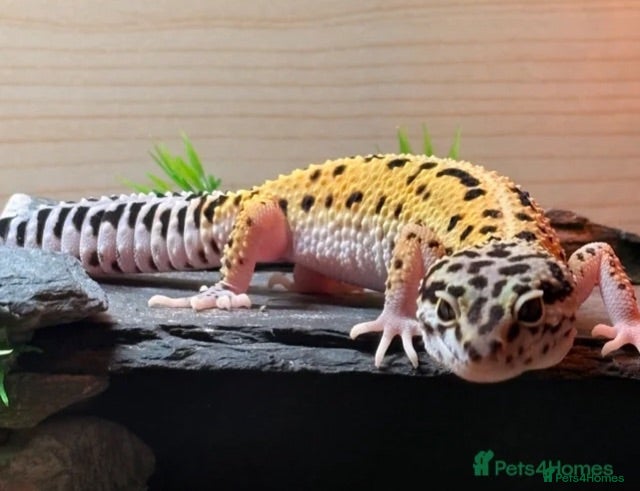 Leopard Gecko reptiles Leopard gecko for sale + FULL SET UP - Advert 1