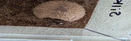 Tarantulas invertebrates for sale: 3x curly haired juvenile tarantulas £60 each in Horsham - Advert 3