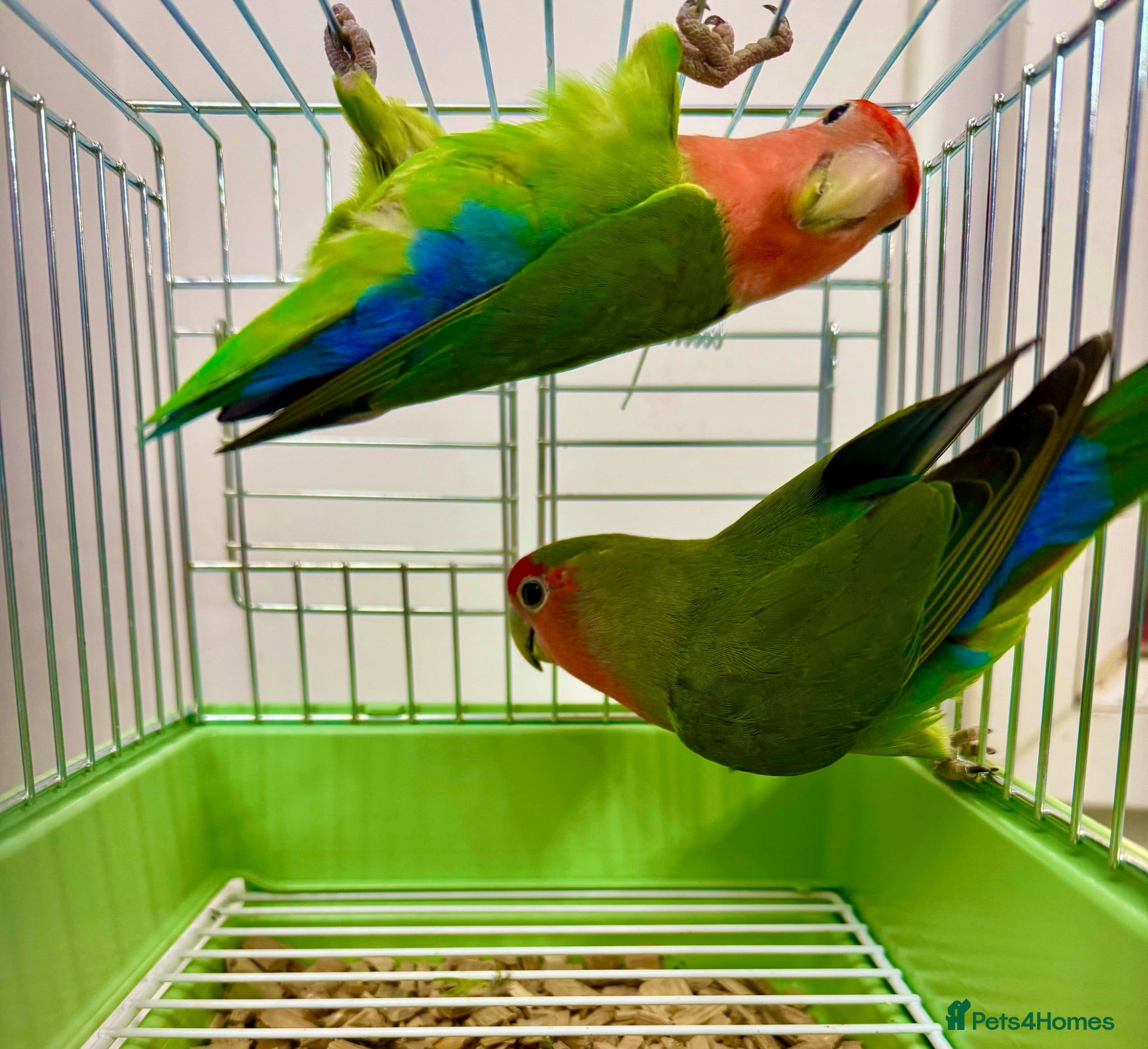 Lovebirds birds Peach Face Breeding Pair of Love Birds Peach Faced - Advert 1