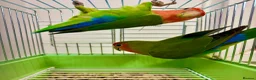 Lovebirds birds for sale: Peach Face Breeding Pair of Love Birds Peach Faced - Advert 6