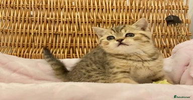 British Shorthair cats 🧸EXCEPTIONAL QUALITY PURE BREED BSH TEDDY BEARS🧸 - Advert 10