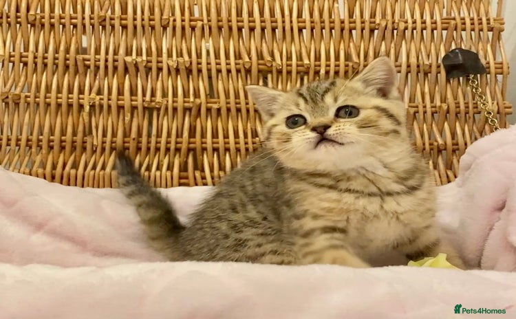 British Shorthair cats 🧸EXCEPTIONAL QUALITY PURE BREED BSH TEDDY BEARS🧸 - Advert 3