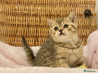 British Shorthair cats 🧸EXCEPTIONAL QUALITY PURE BREED BSH TEDDY BEARS🧸 - Advert 5