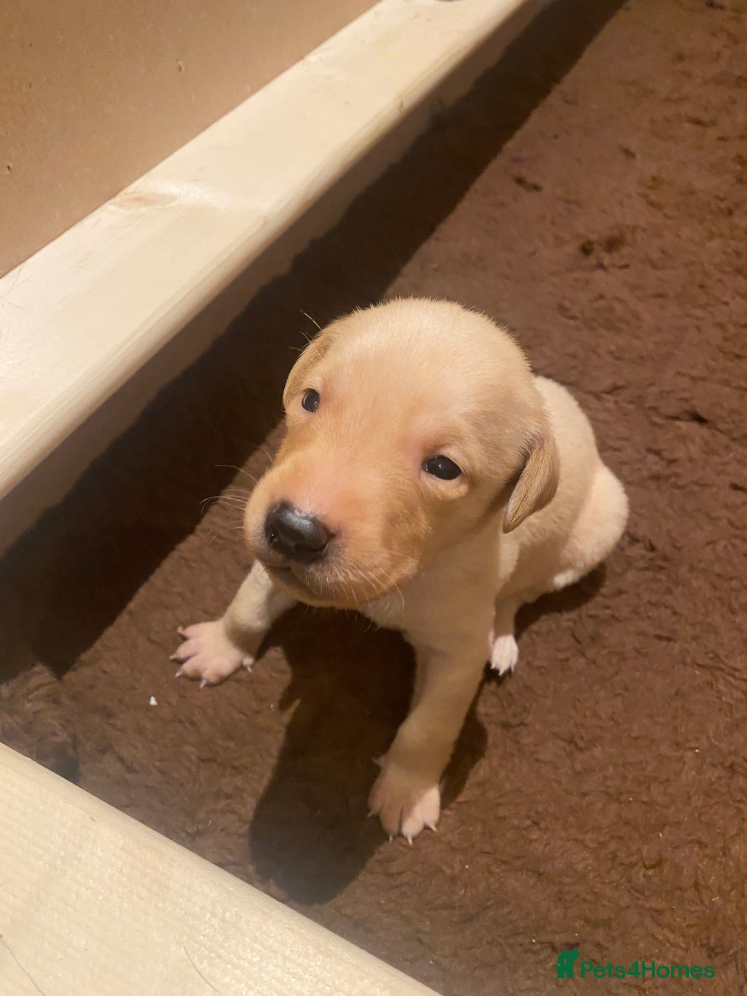 Labrador Retriever dogs for sale: KC registered Labrador puppies - Advert 18