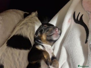 Cockapoo dogs 6 miniature Cockapoo Puppies – Due January 2026 - Advert 18