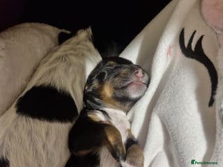 Cockapoo dogs 6 miniature Cockapoo Puppies – Due January 2026 - Advert 16