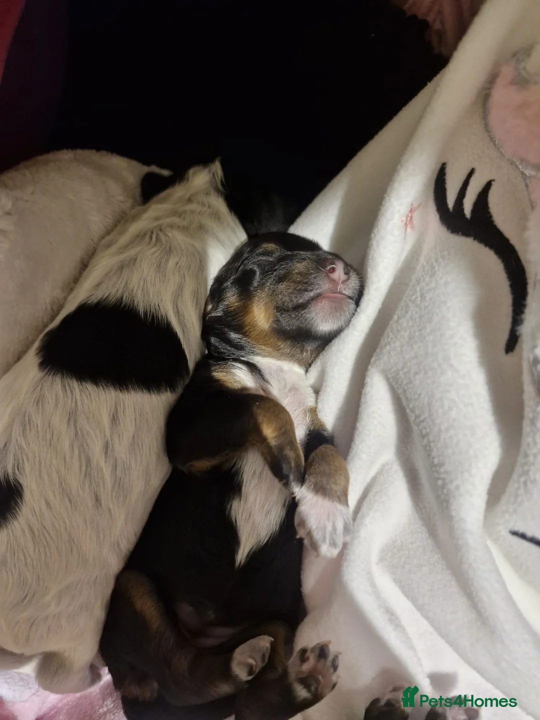 Cockapoo dogs for sale: 6 miniature Cockapoo Puppies - Advert 5