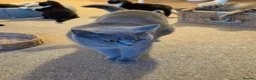 Mixed Breed cats for sale: 9 kittens for sale family pets very friendly  - Advert 13