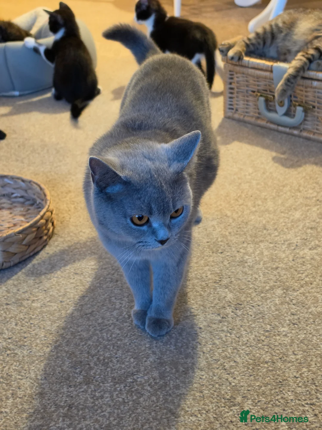 Mixed Breed cats for sale: 9 kittens for sale family pets very friendly  - Advert 13