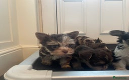 Biewer Terrier dogs for sale: 5 stunning Biewer Terriers - Image 4