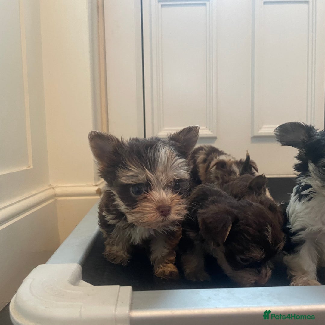 Biewer Terrier dogs for sale: 5 stunning Biewer Terriers - Image 4