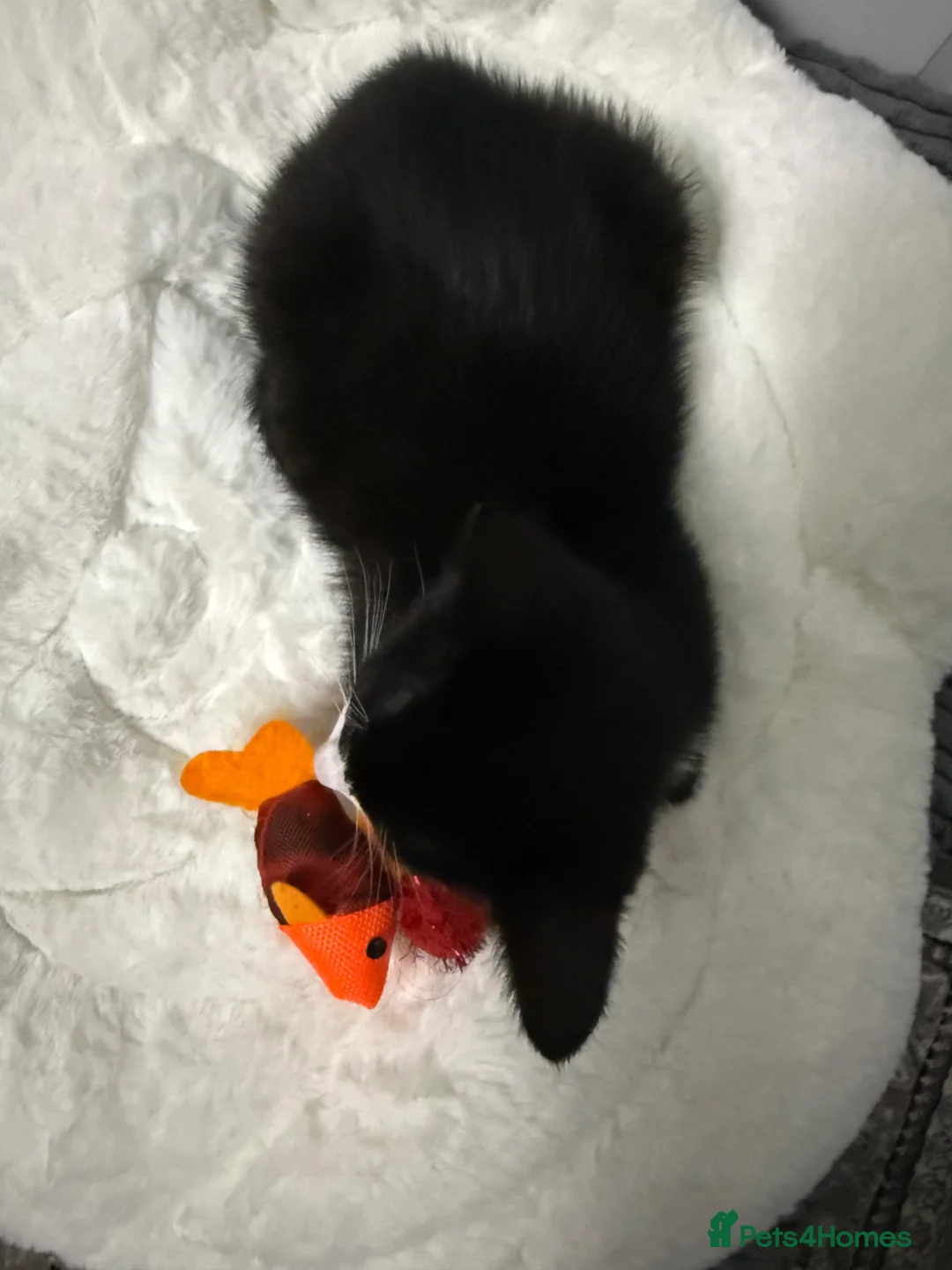 Mixed Breed cats for sale: 10 week old Friendly kitten  - Advert 6