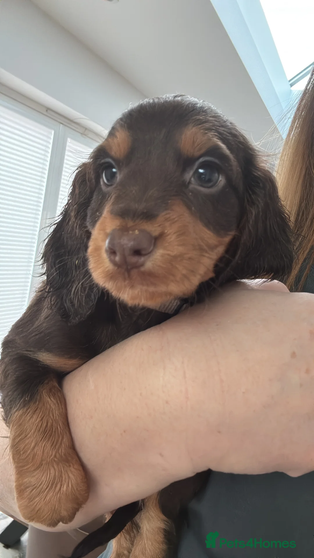 Cocker Spaniel dogs for sale: Working cocker Female Puppy  - Advert 12