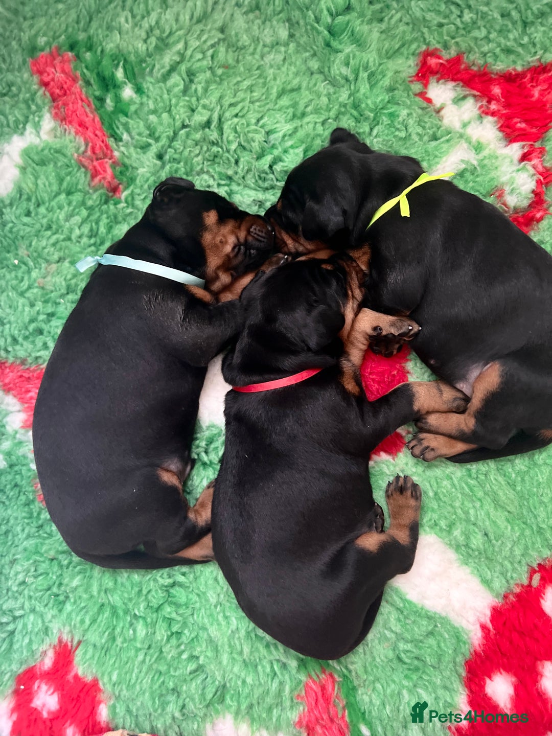 Dobermann dogs for sale: Doberman puppies  - Advert 10