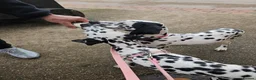 Dalmatian dogs for sale: Beautiful 8MonthOld Female Dalmatian - Advert 5