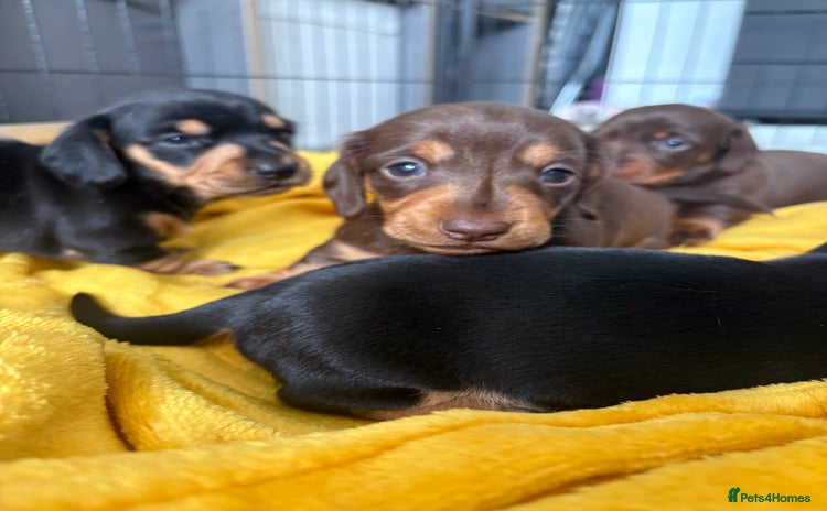 Miniature Dachshund dogs - Advert 1