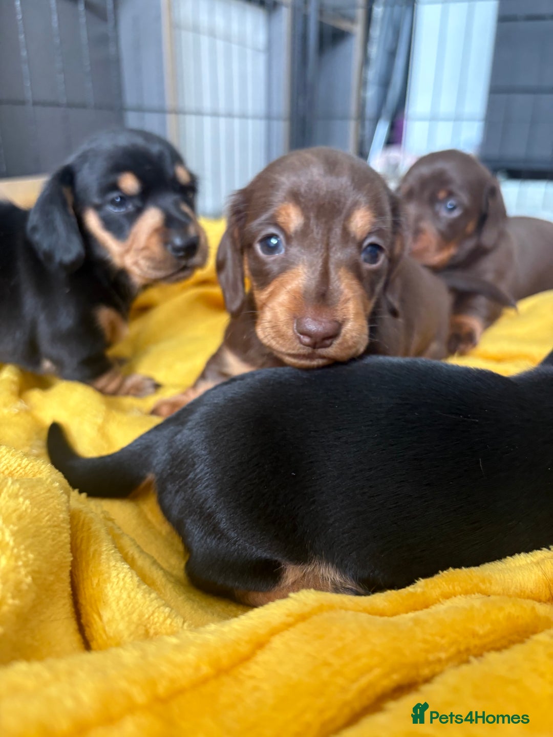 Miniature Dachshund dogs for sale: Miniature dachshund pups - Image 1