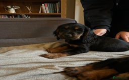 Cocker Spaniel dogs for stud: Black and tan Cocker Spaniel for stud - Image 9