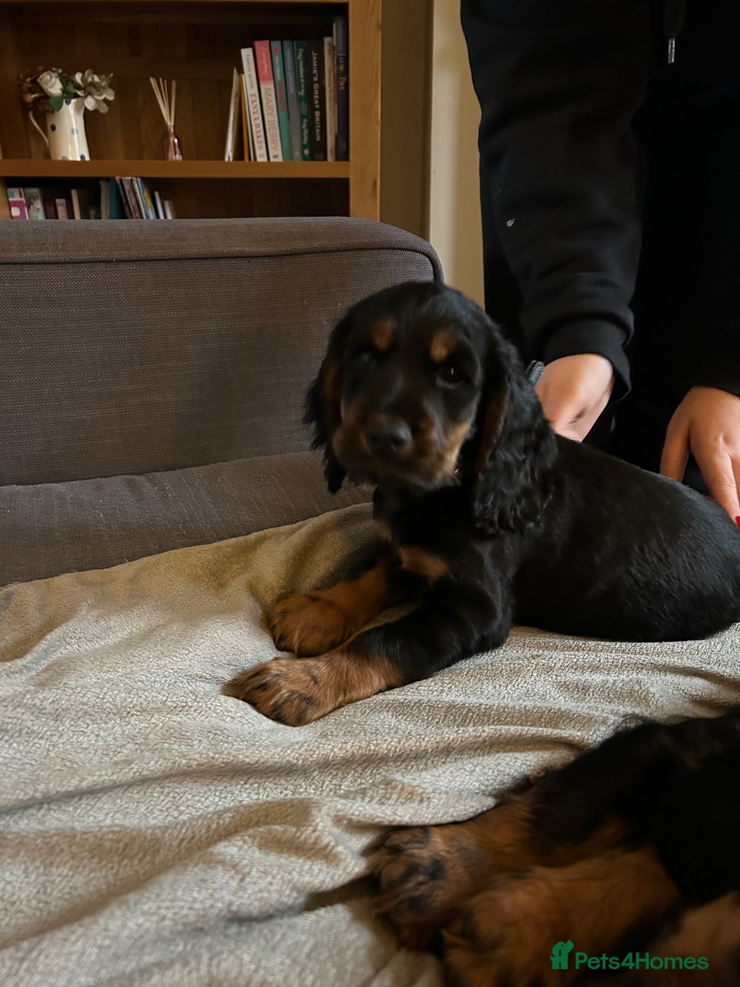 Cocker Spaniel dogs for stud: Black and tan Cocker Spaniel for stud - Image 9