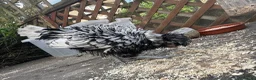 Chickens poultry for sale: Poland Bantam Cockerels Smooth and Frizzle - Advert 6