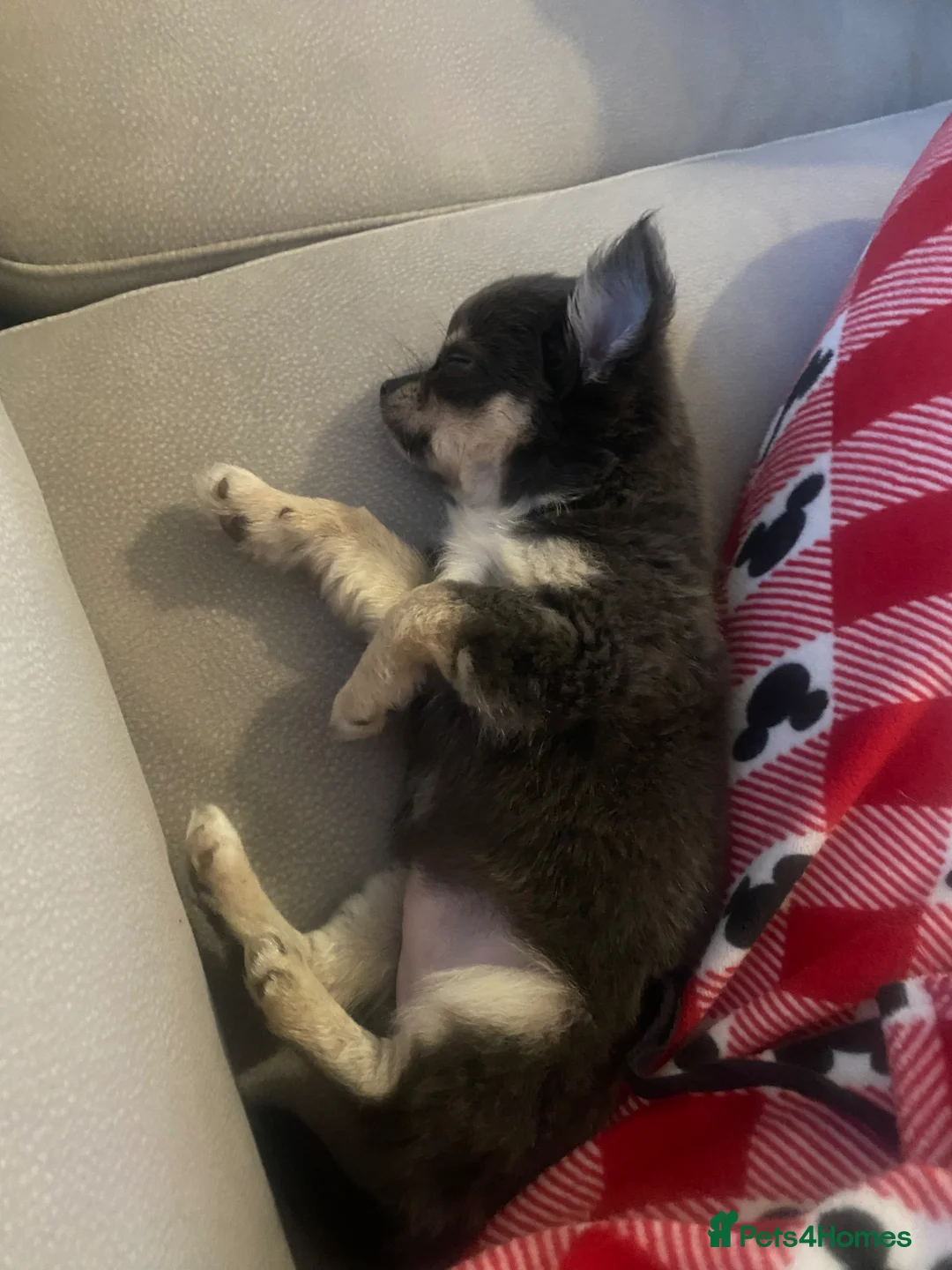 Chihuahua dogs for sale: Lilac and Tan chihuahua gorgeous little Flora in Manchester - Advert 2