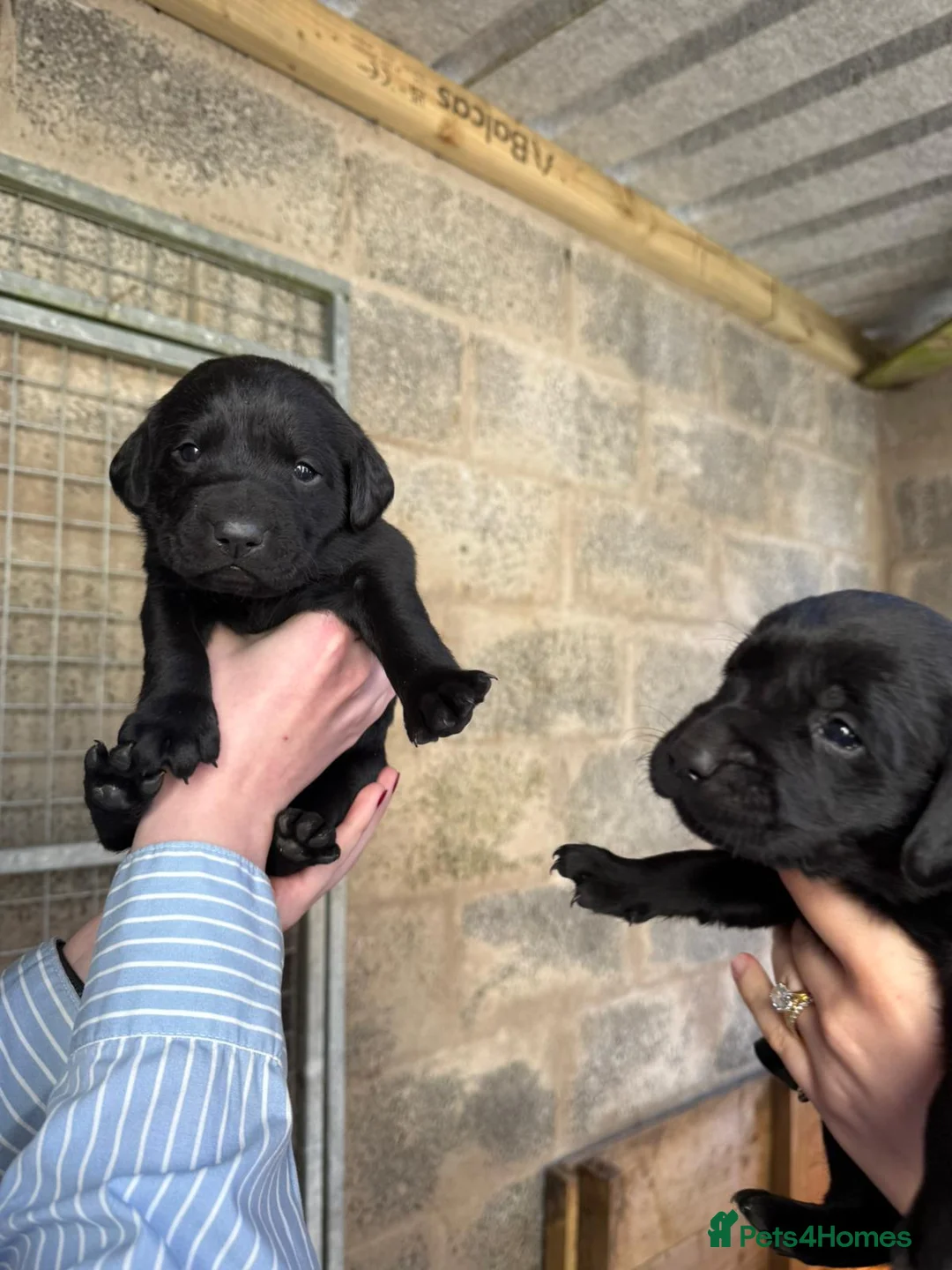 Labrador Retriever dogs for sale: Labrador Retriever Puppies  - Advert 31