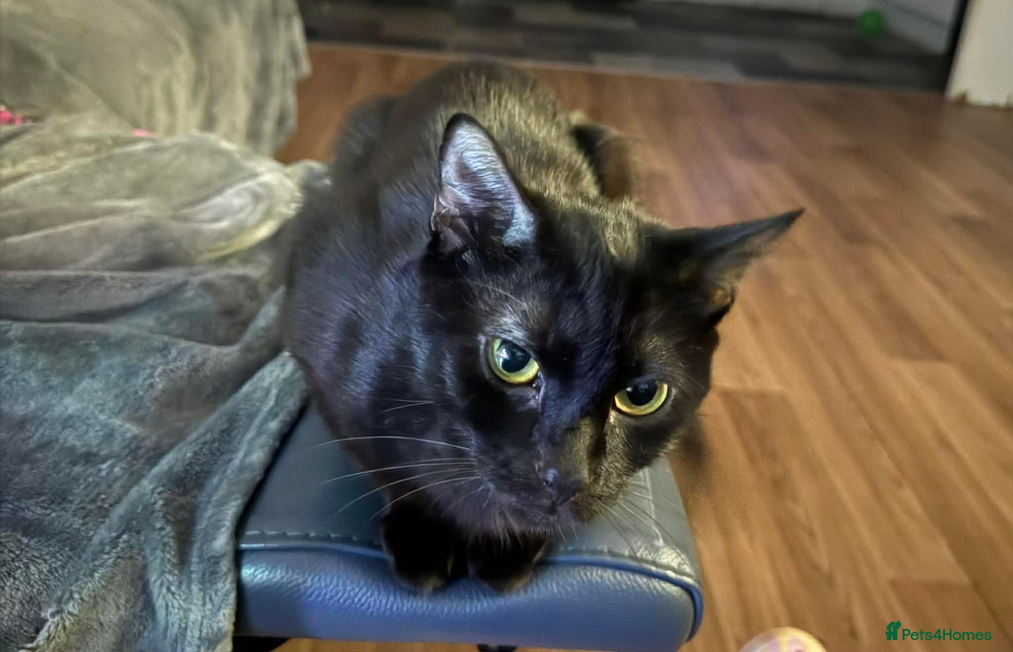 Mixed Breed cats Belle  - Advert 1