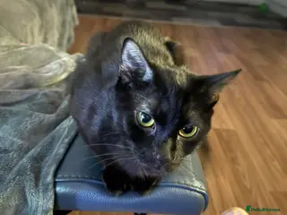 Mixed Breed cats Belle - Advert 4