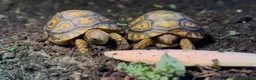 Tortoise reptiles for sale: BABY LEOPARDS & SET UPS - Advert 9