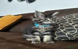 Maine Coon cats for sale: Soft-coat Maine Coons - Image 3