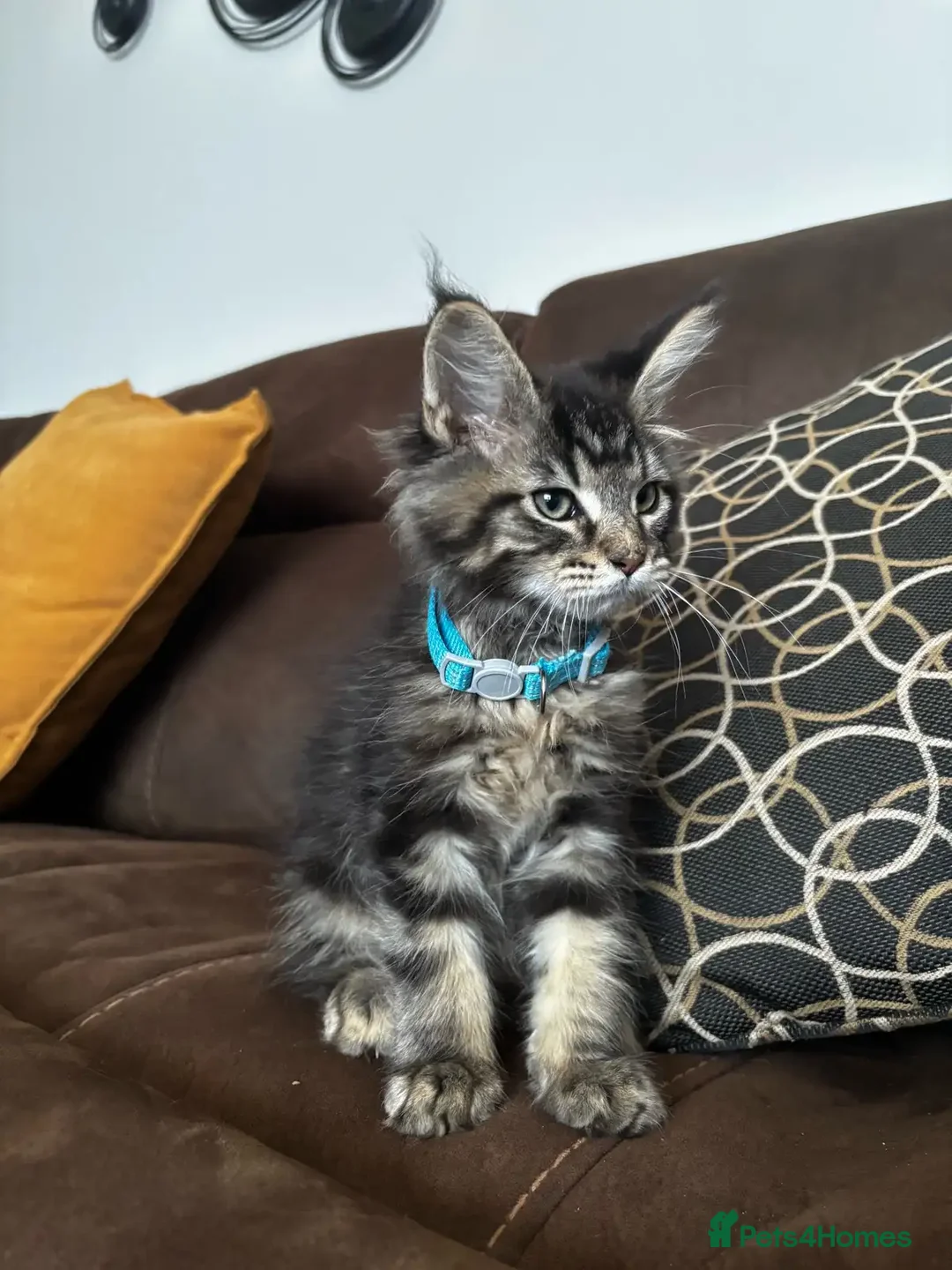 Maine Coon cats for sale: Soft-coat Maine Coons - Image 3