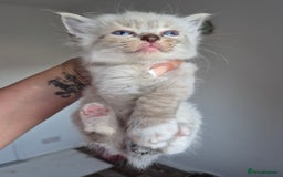 Ragdoll cats for sale: Seal and lynx point mitted kittens - Image 5