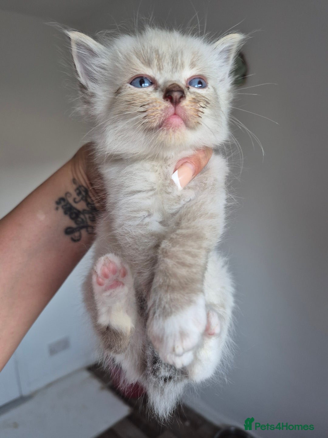 Ragdoll cats for sale: Seal and lynx point mitted kittens - Image 5