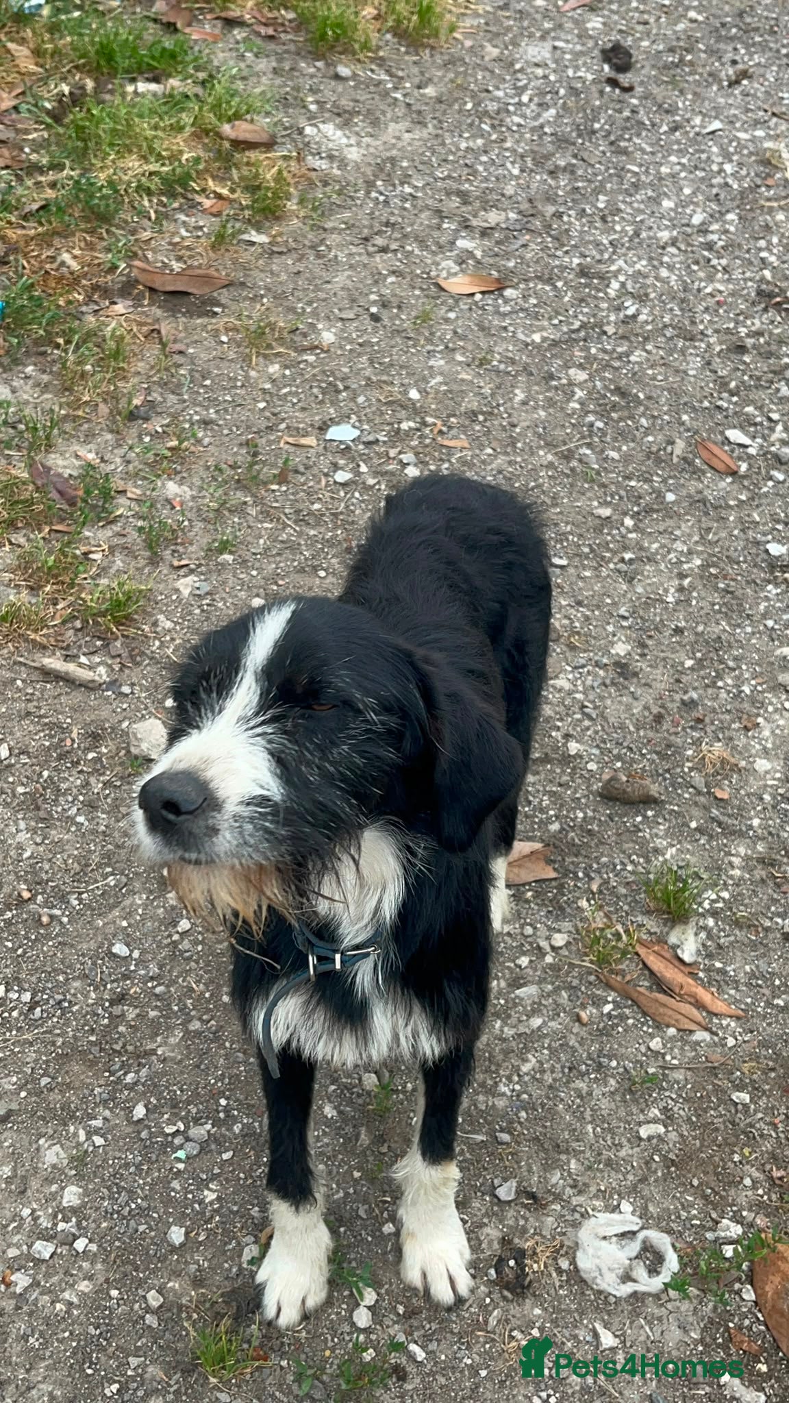 Mixed Breed dogs for adoption: Dracaris in Alfreton - Advert 8