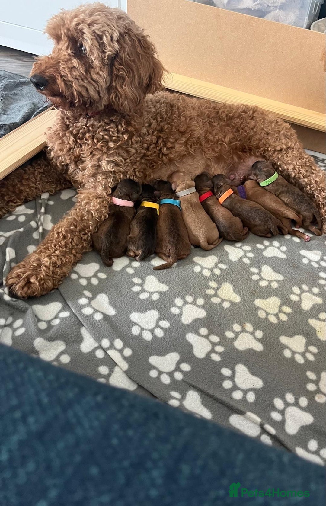 Cockapoo dogs for sale: Beautiful F3 cockapoo puppies 🩷🩷🩷💙 - Image 8