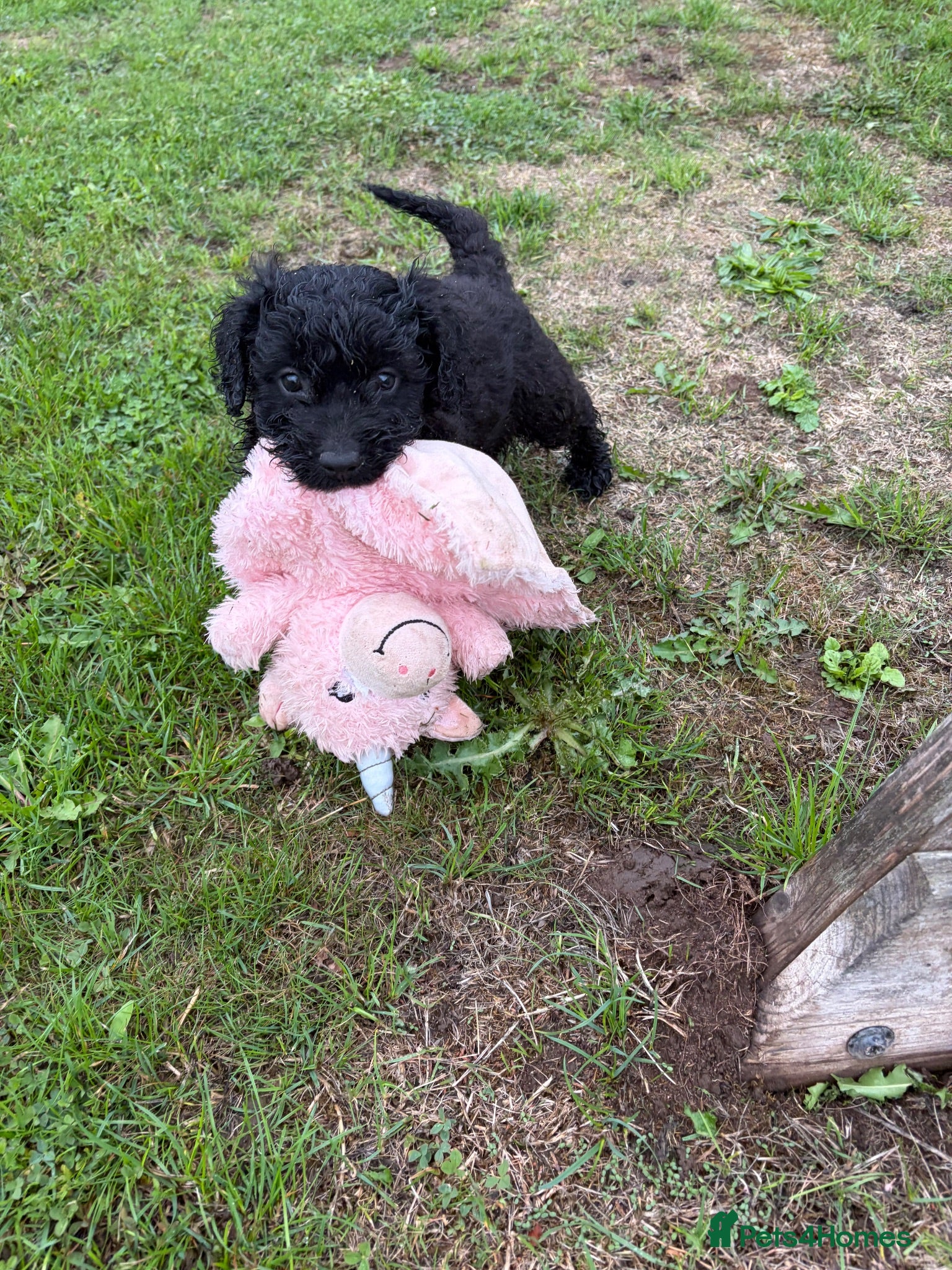 Cockapoo dogs F1b cockapoo pups 2 boys 1 girl  - Advert 2
