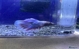 Bettas fish for sale: Betta fish seeking homes  - Image 4