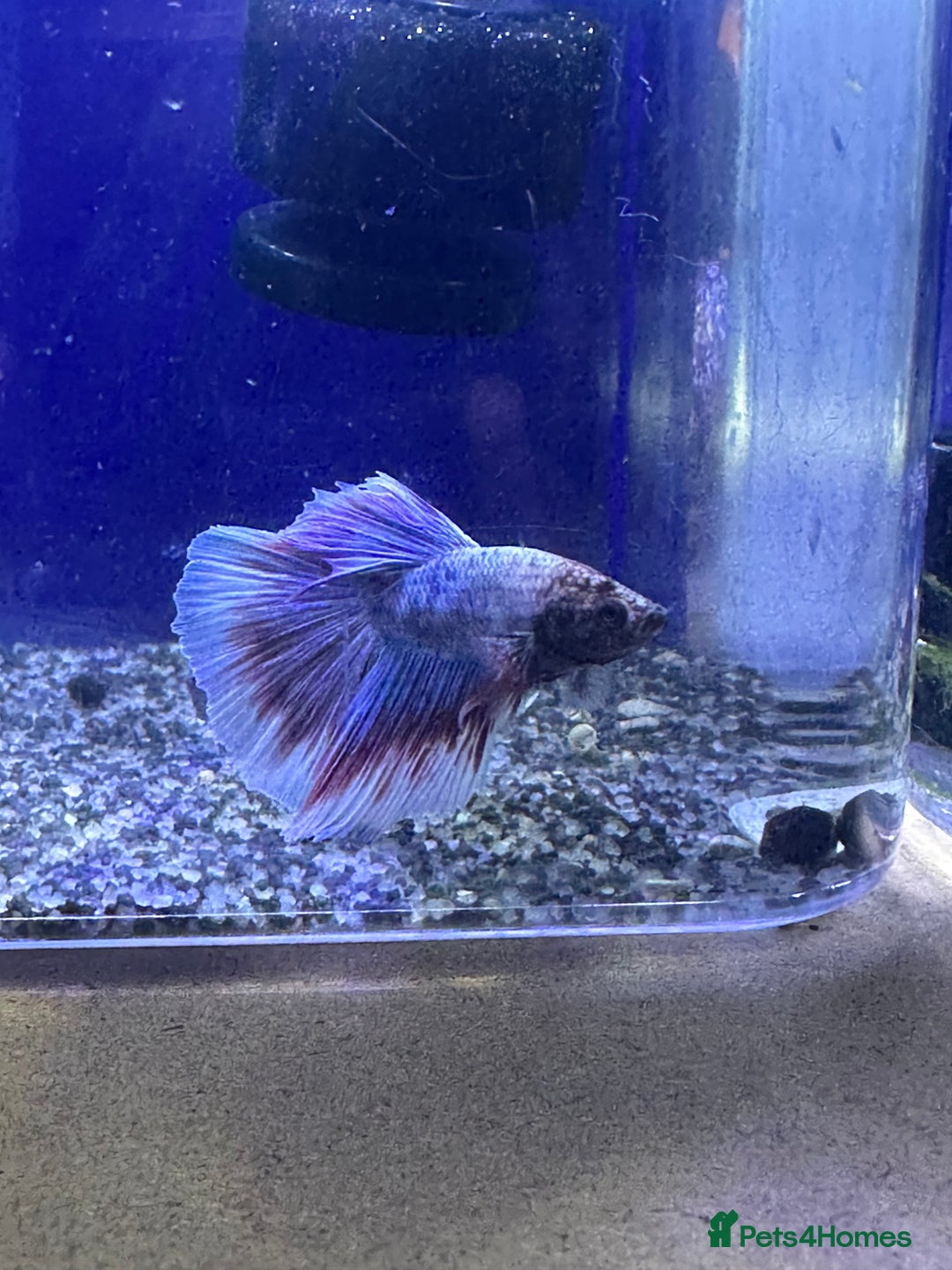 Bettas fish for sale: Betta fish seeking homes  - Image 4