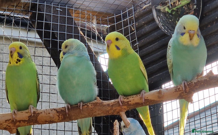 Budgerigars birds - Advert 14