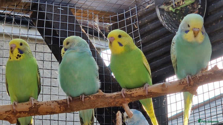 Budgerigars birds - Advert 13