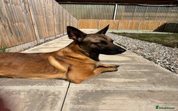 Belgian Shepherd Dog dogs for sale: Razer the malinois - Image 2