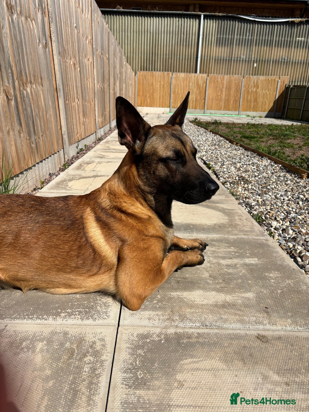 Belgian Shepherd Dog dogs for sale: Razer the malinois - Image 2