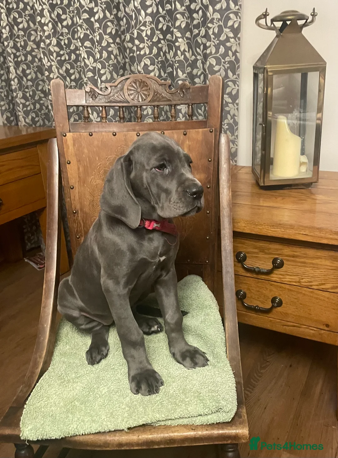 Mixed Breed dogs for sale: STUNNING MASTIFF/GREAT DANE PUPPIES - Advert 15