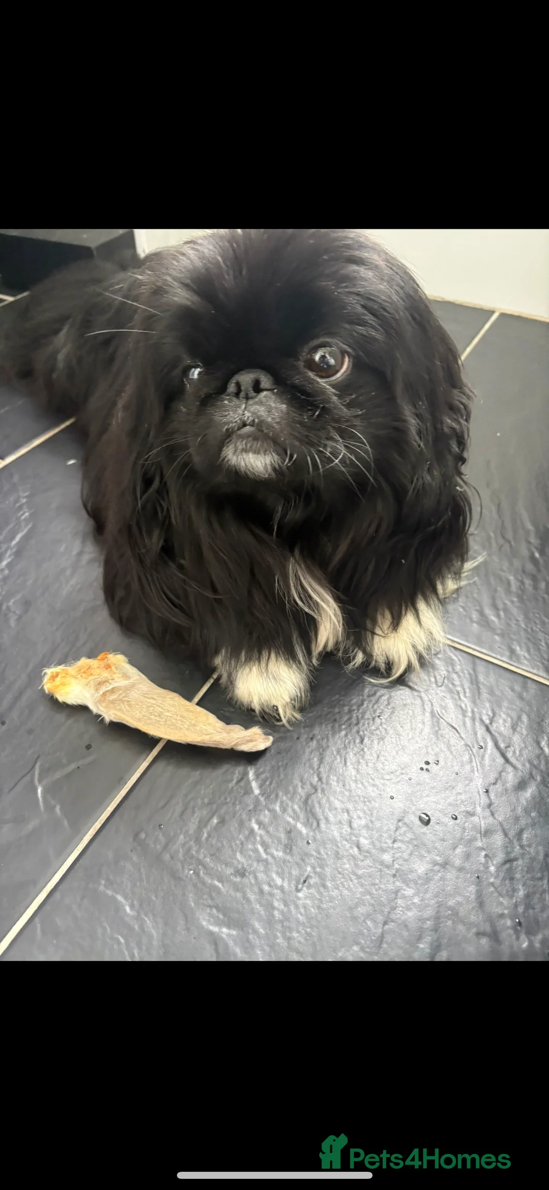 Pekingese dogs for stud: KC REGISTERED PEKINGESE - Advert 7