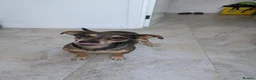 Mixed Breed dogs for adoption: Sweet Dali looking for LOVE  - Advert 16