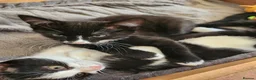 Mixed Breed cats for sale: 2 kittens for sale  - Advert 5