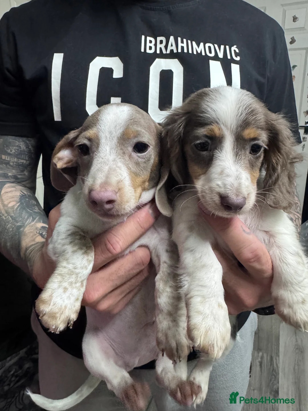 Miniature Dachshund dogs for sale: 4 cute piebald miniature dachshunds available  - Advert 8