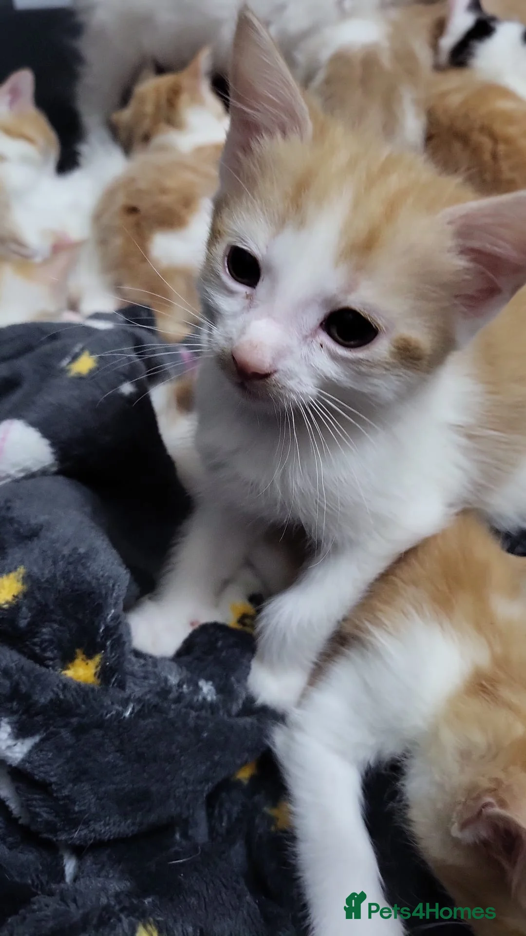 Mixed Breed cats for sale: Kittens for sale - Advert 3