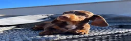 Miniature Dachshund dogs for sale: Miniature dachshunds  - Advert 2