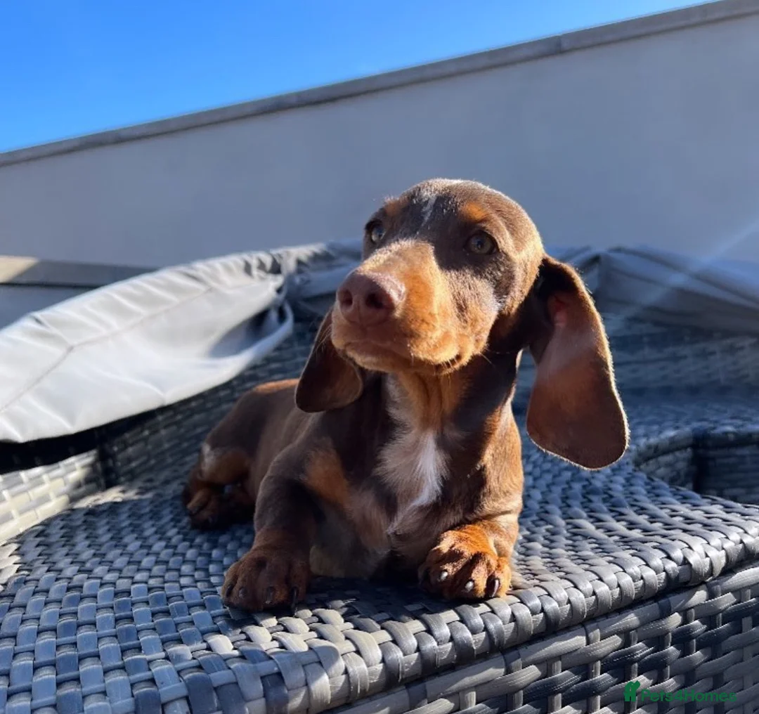 Miniature Dachshund dogs for sale: Miniature dachshunds  - Advert 2